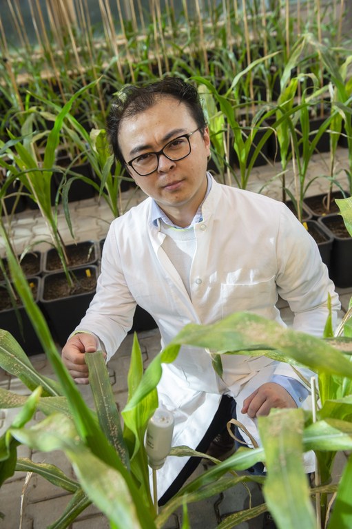 Amid young Maize plants