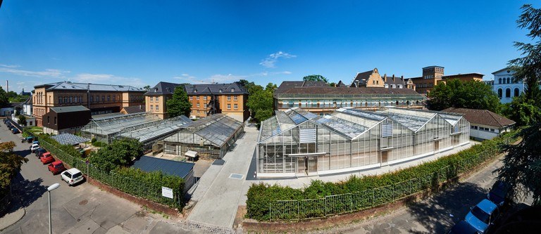 Die Gewächshäuser am Katzenburgweg 2 in Poppelsdorf