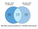 BonnMu covers insertions in >16,000 maize genes