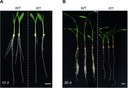 Phenotype and cloning of Zea mays lrt1