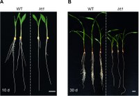 Phenotype and cloning of Zea mays lrt1