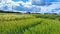 Barley demo field