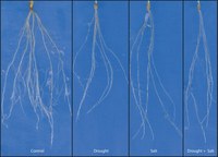 Abiotic stress in barley