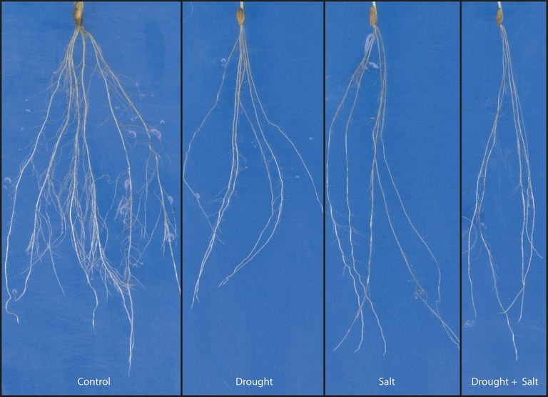 Abiotic stress in barley