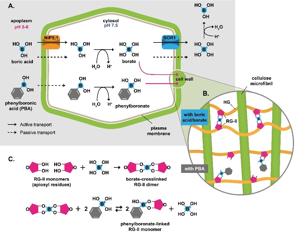 Schematic of boric acid and phenylboronic acid uptake