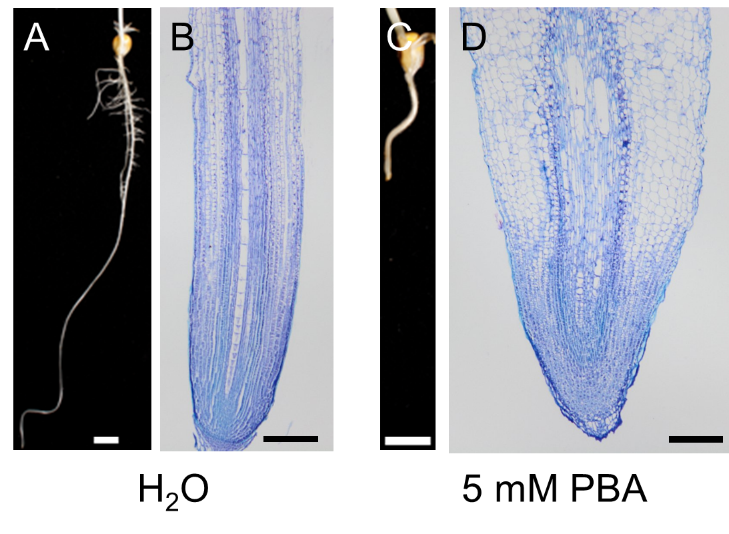 Effects of PBA on maize root development.