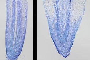 Boron Deficiency