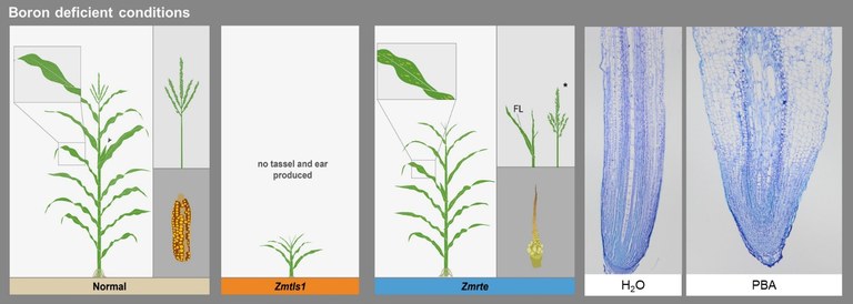 Boron deficient conditions