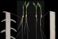 Root architecture