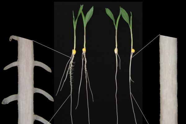 Root architecture