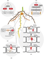 Molecular Function and Context of Proteins Associated with Maize Root Development (Hochholdinger et al. 2018)