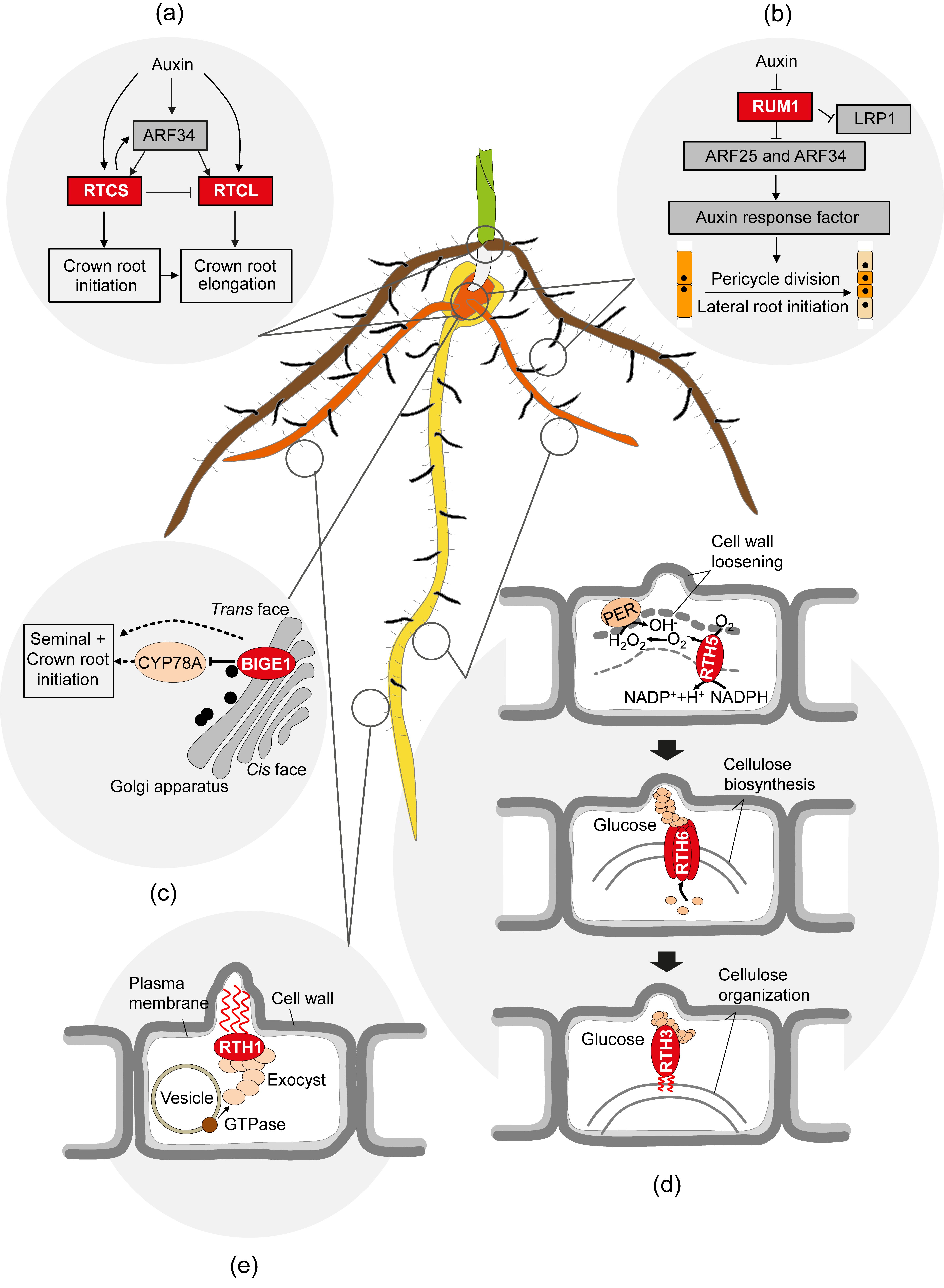 Molecular Function and Context of Proteins Associated with Maize Root Development (Hochholdinger et al. 2018)