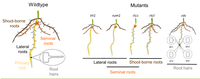 Diffrent root types of maize