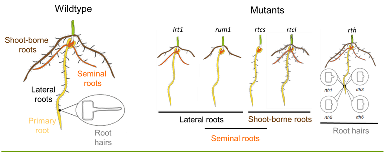 Diffrent root types of maize