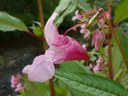 Das Drüsige Springkraut (Impatiens glandulifera) stammt aus Indien und bildet heute dichte, weiter wuchernde Bestände entlang von Fließgewässern und in Wäldern.