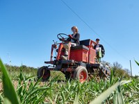 Anlage eines Biodiversitätschutzstreifens