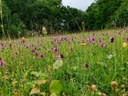 Extensiv bewirtschaftete, nährstoffarme Wiese in der Eifel