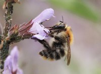 Ackerhummel