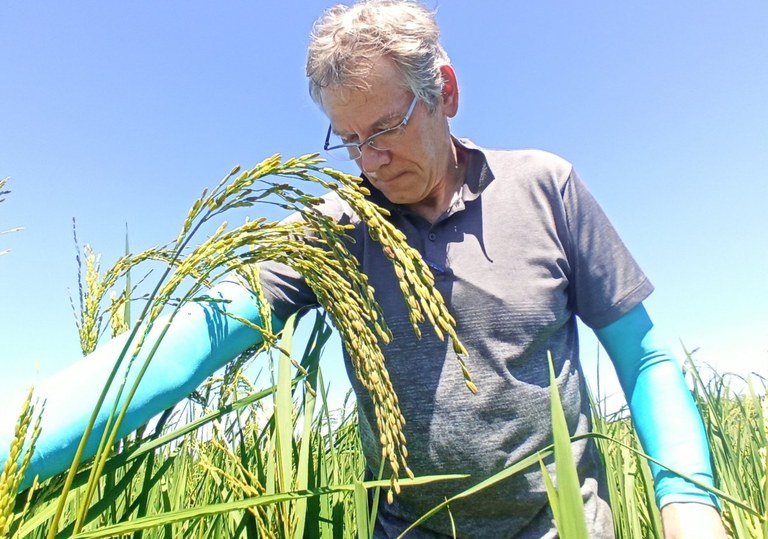 Prof. Matthias Wissuwa im Feld mit der neuen Reissorte Matrivika.