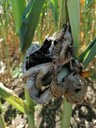 Maispflanze, die mit dem Pilz Ustilago maydis infiziert ist.