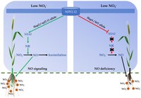 Ist im Boden wenig Stickstoff vorhanden, setzen Weizensorten mit einer günstigen NPF2.12 Genvariante (links) eine wichtige Signalkaskade in Gang