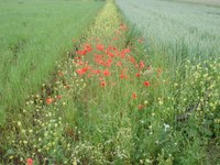 INRES - Agrarökologie und Organischer Landbau