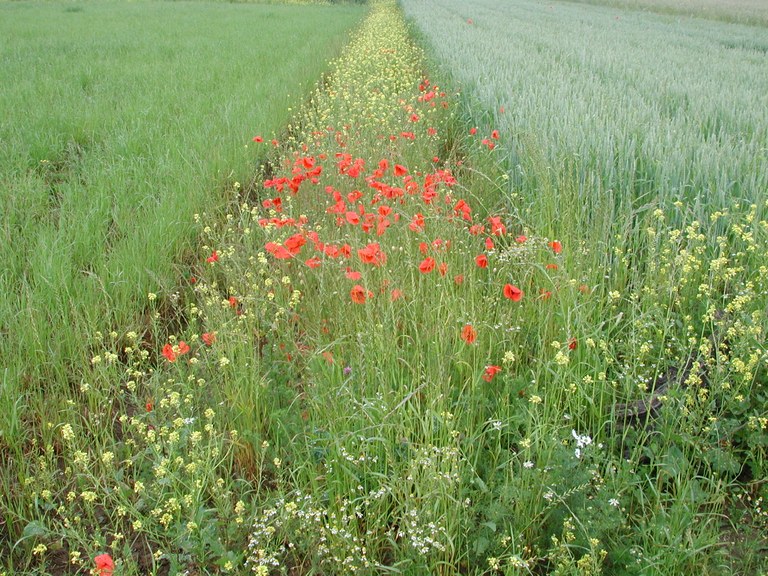 INRES - Agrarökologie und Organischer Landbau