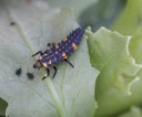 Ladybird larva with aphids on the test field from the University of Bonn.