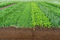 Soil profile of a test field