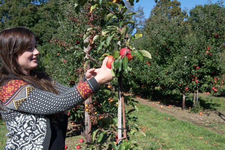 Apples are plowed