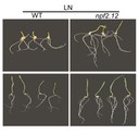 Wheat varieties with a specific NPF2.12 gene variant (right) have significantly better root growth at low nitrogen levels in the soil than varieties without this gene variant (left).