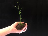 Arabidopsis thaliana