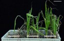 Three different maize plants after drought and subsequent re-irrigation