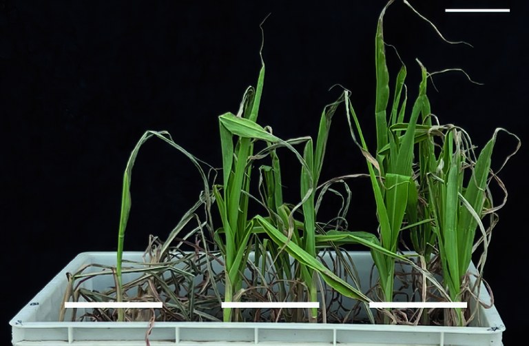 Three different maize plants after drought and subsequent re-irrigation