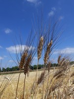 20220708_Durum.2.jpg