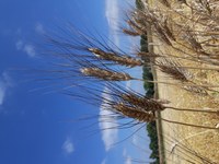 20220708_Durum.jpg