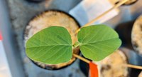 Young soybean (Glycine max) plant