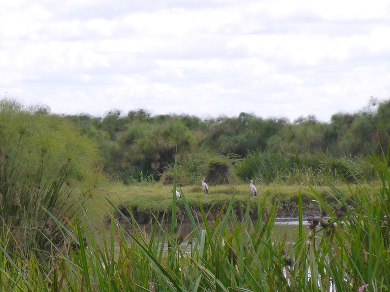 Wildlife in Ewaso Narok, Kenya