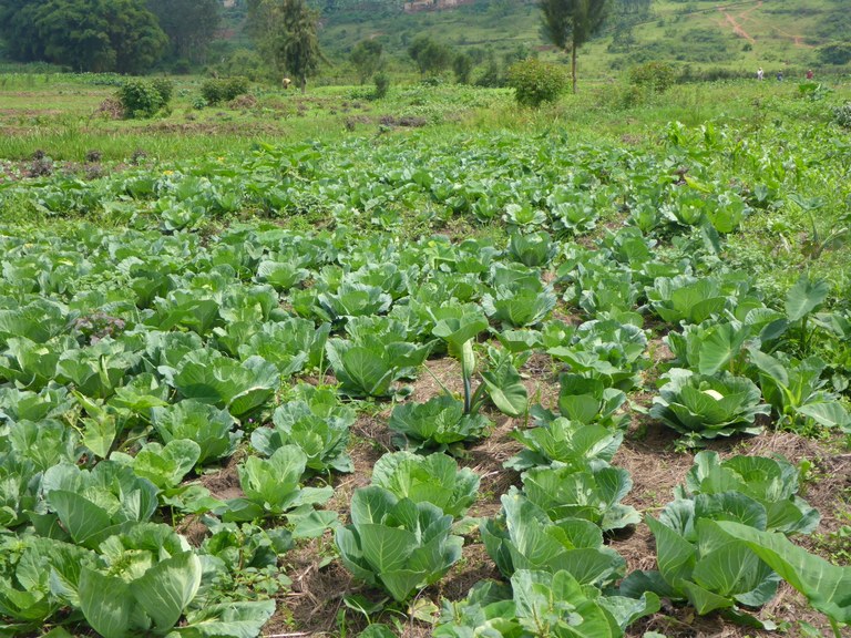 Vegetable farming in Rwanda