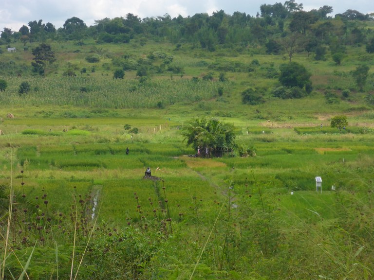 Rice trials in Uganda