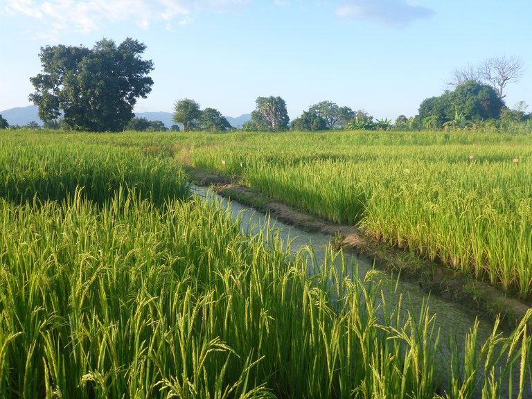 Rice trials in Tanzania