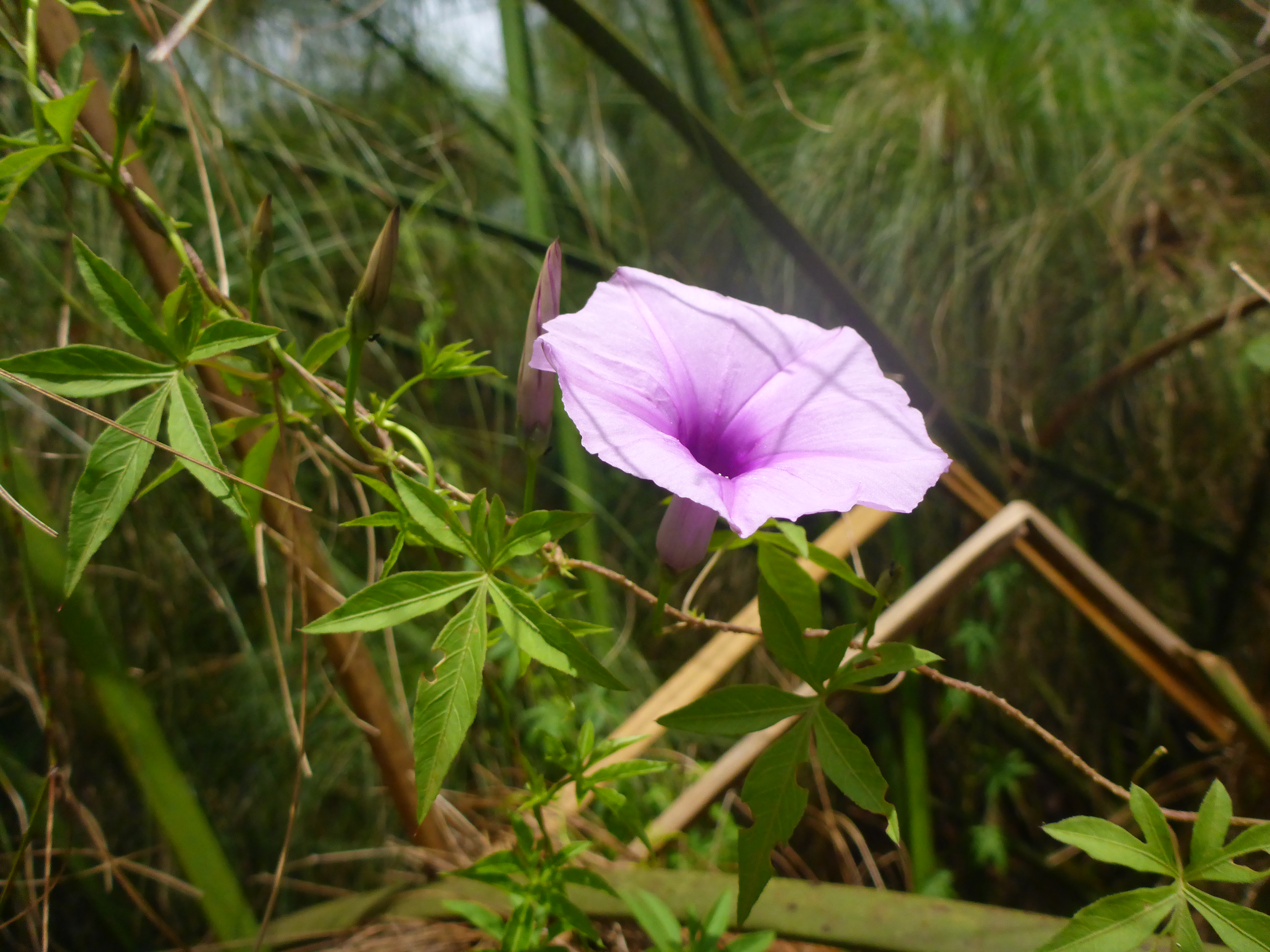 Ipomoea cairica