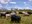 Cattle grazing in wetland, Kenya