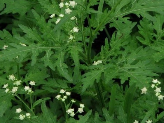 Parthenium hysterophorus