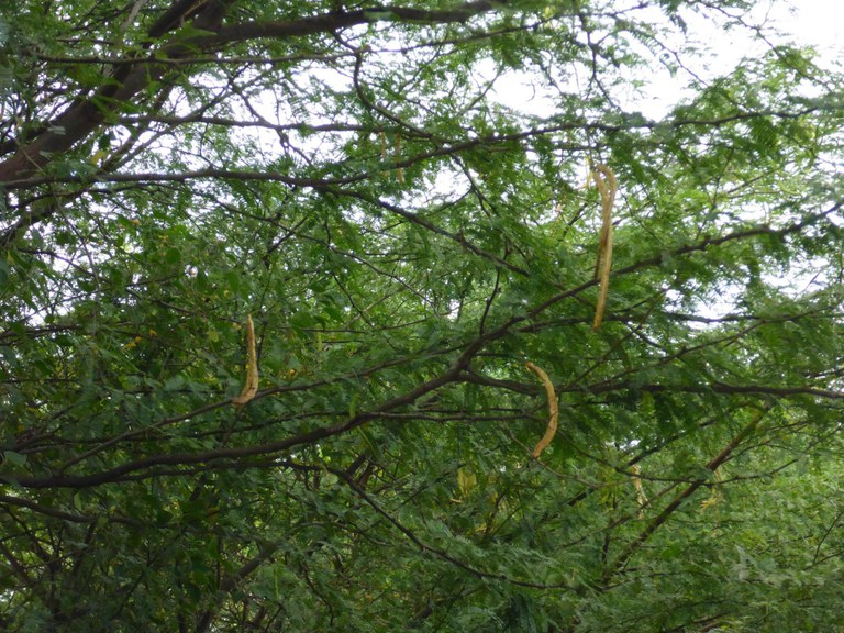 Prosopis juliflora with Pods