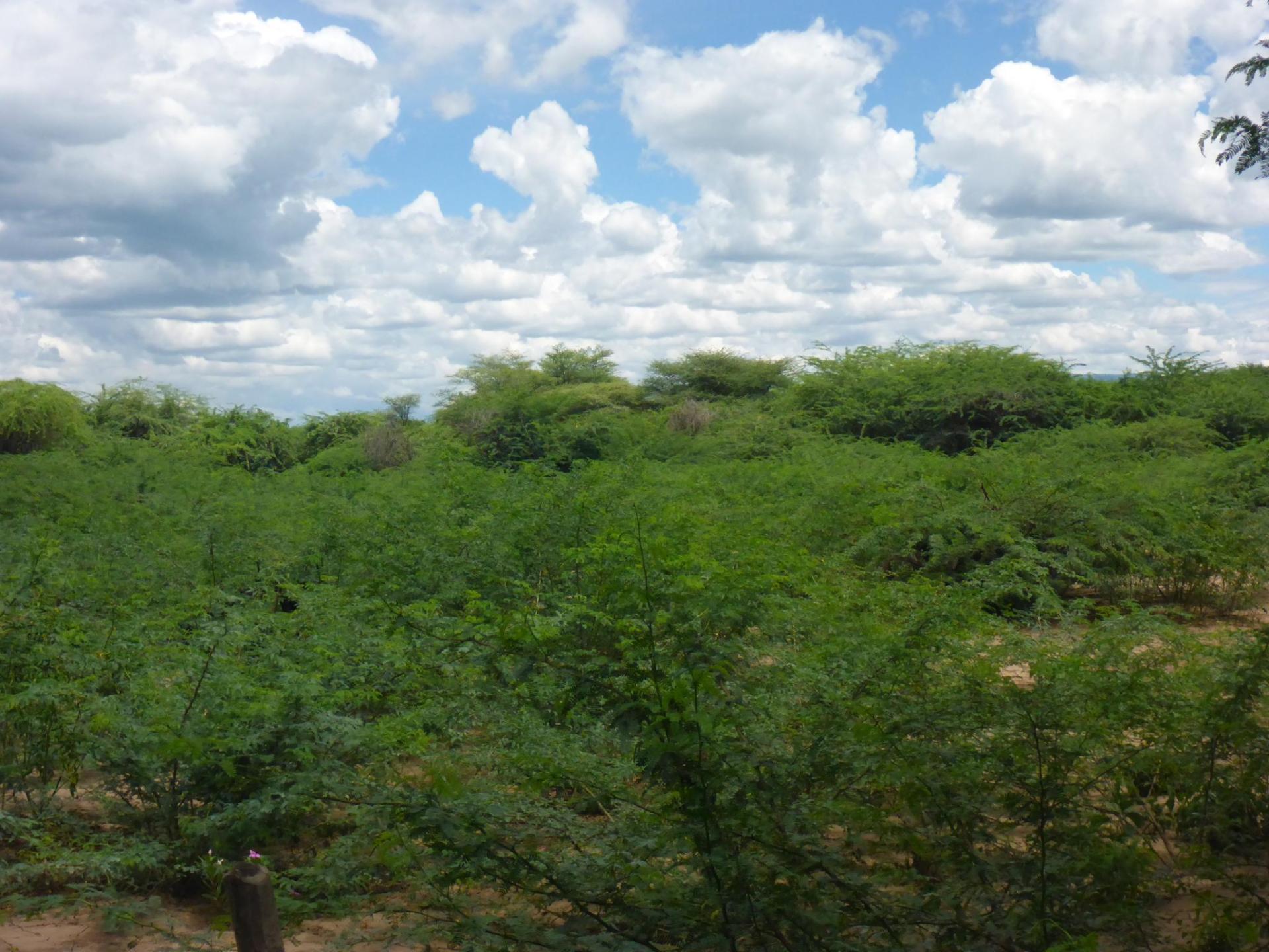 Prosopis juliflora invasion