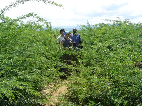 Invasive Prosopis in Baringo, Kenya