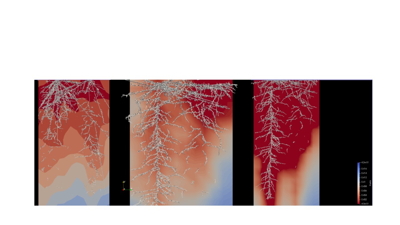 Water uptake simulations