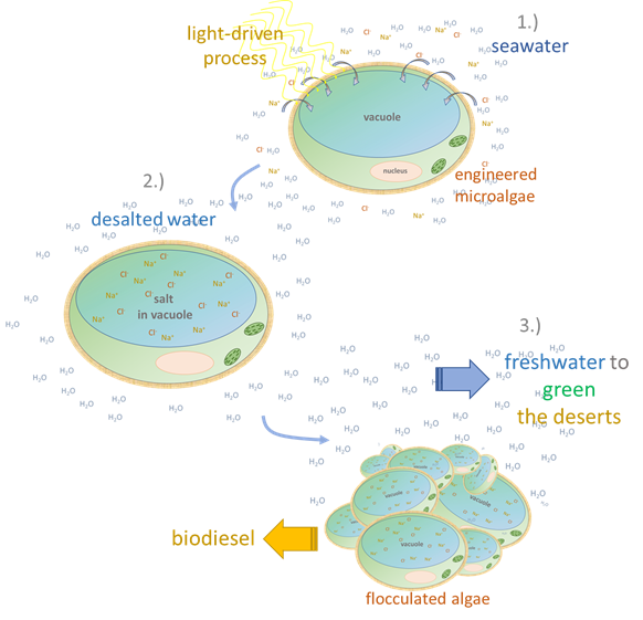 Graphical abstract: