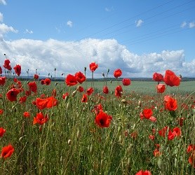 Mohn Ackerrandstreifen1 3.jpg